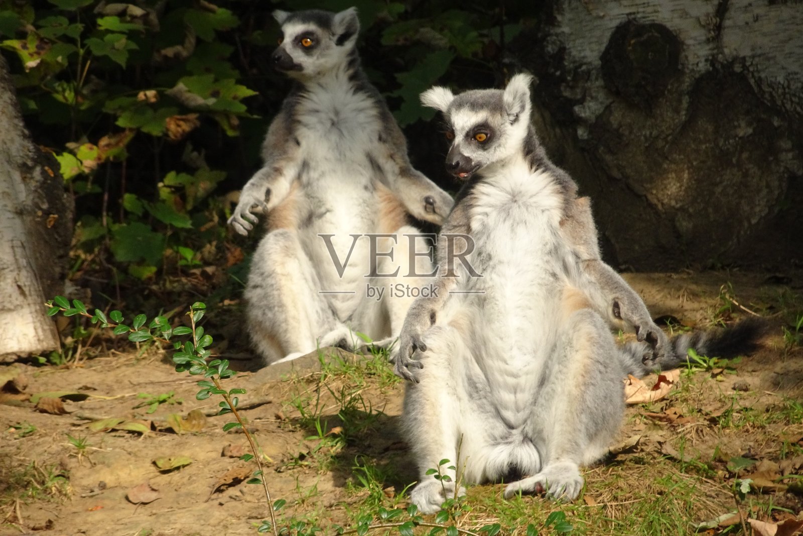 年轻可爱的快乐狐猴照片摄影图片