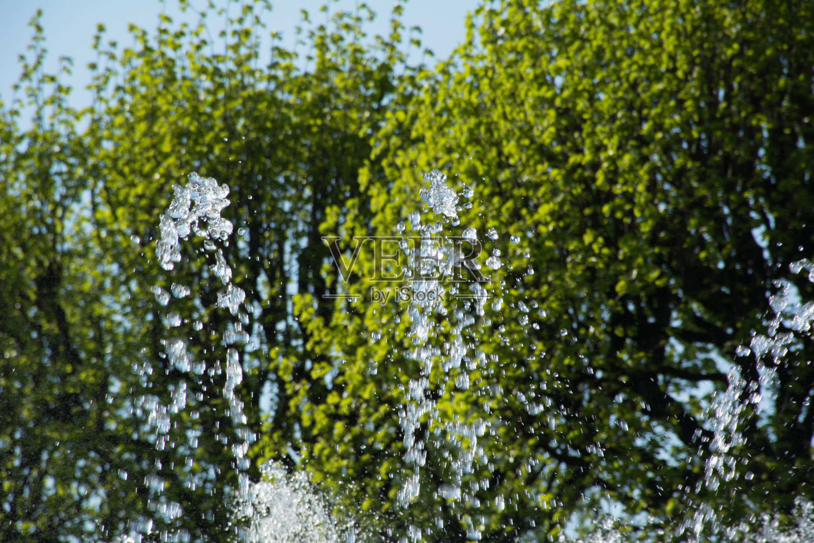 清澈的喷泉喷在绿色灌木丛的背景上照片摄影图片