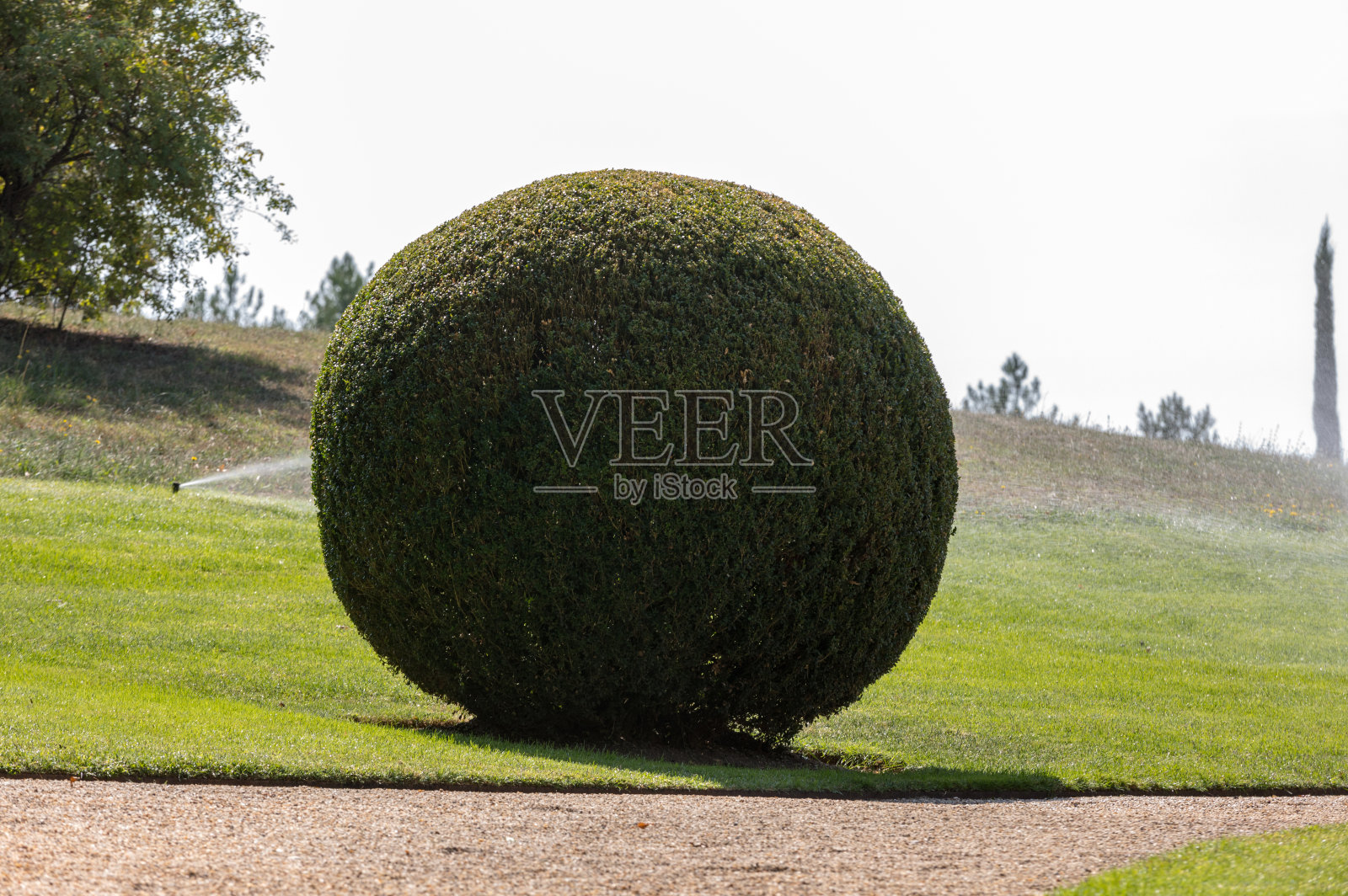 灌木修剪整齐的花园。法国的绿色花园球照片摄影图片