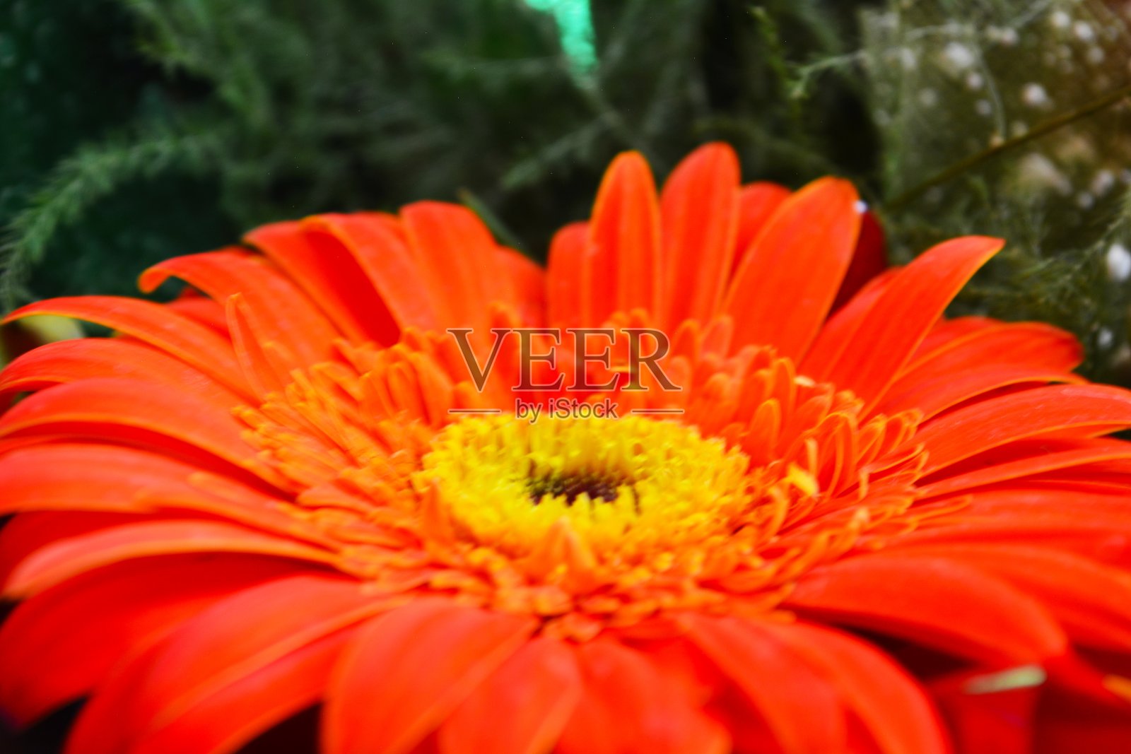 非洲菊照片摄影图片