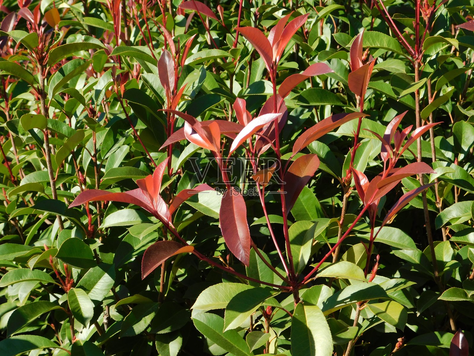 Photinia叶子照片摄影图片