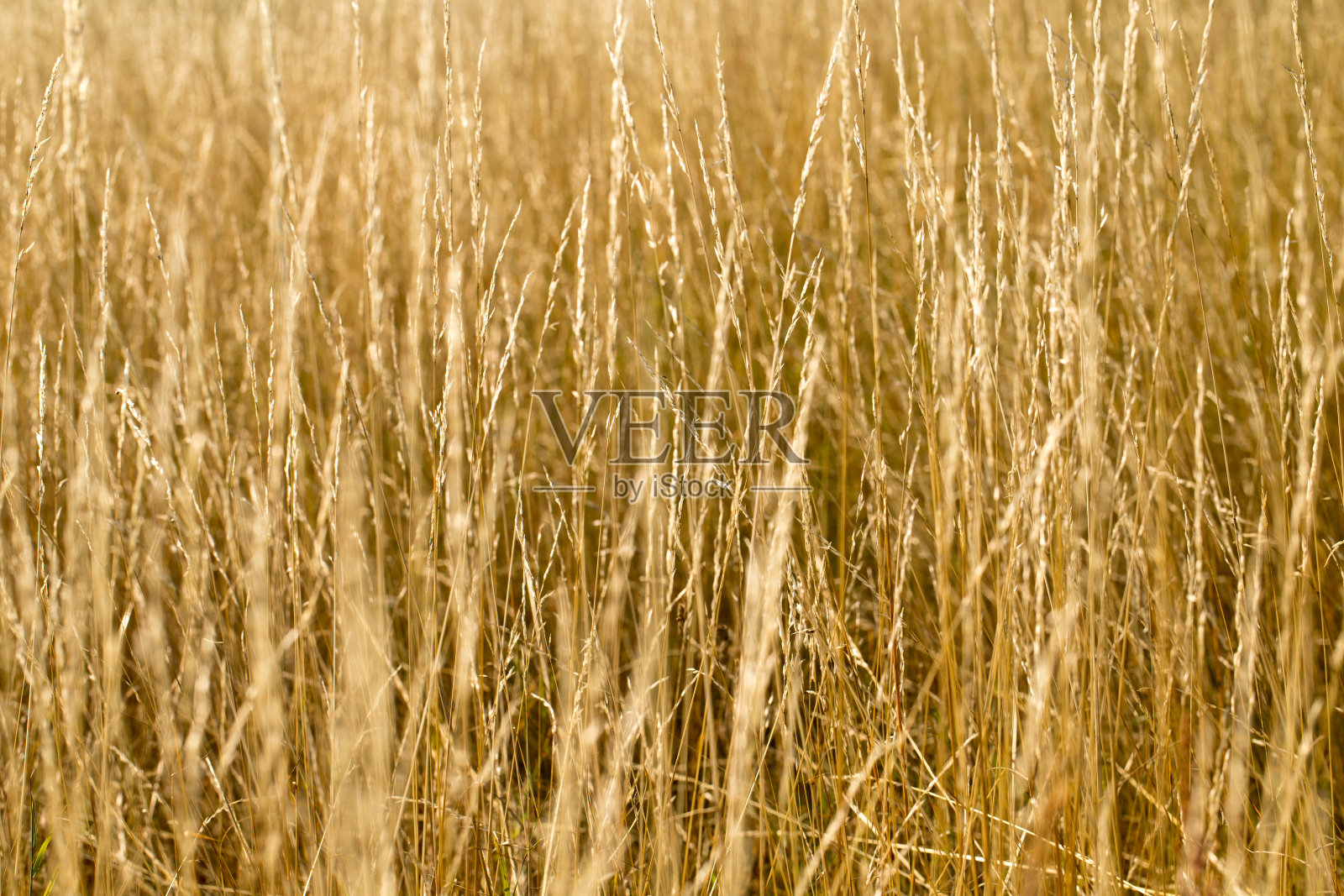 秋天的田野里，小草黄了，风景金黄照片摄影图片