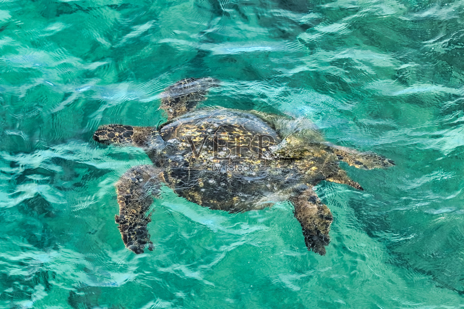绿海龟在水下游泳照片摄影图片