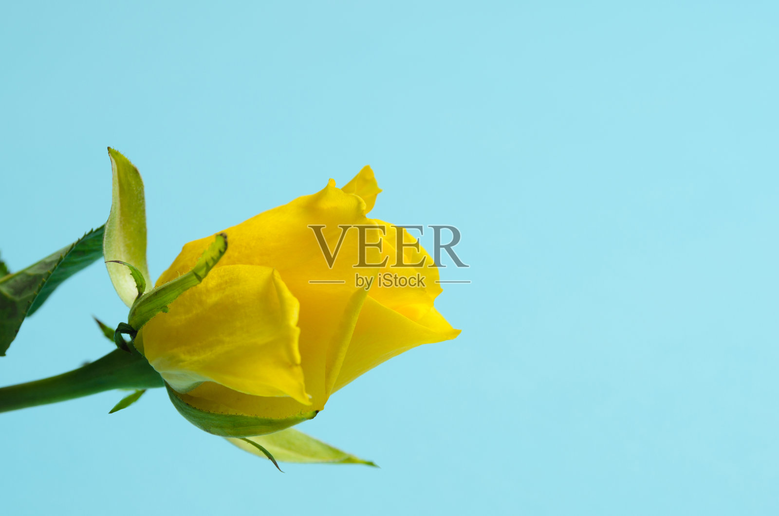 一朵精致的黄玫瑰在蓝色背景上，还有一个复制空间照片摄影图片