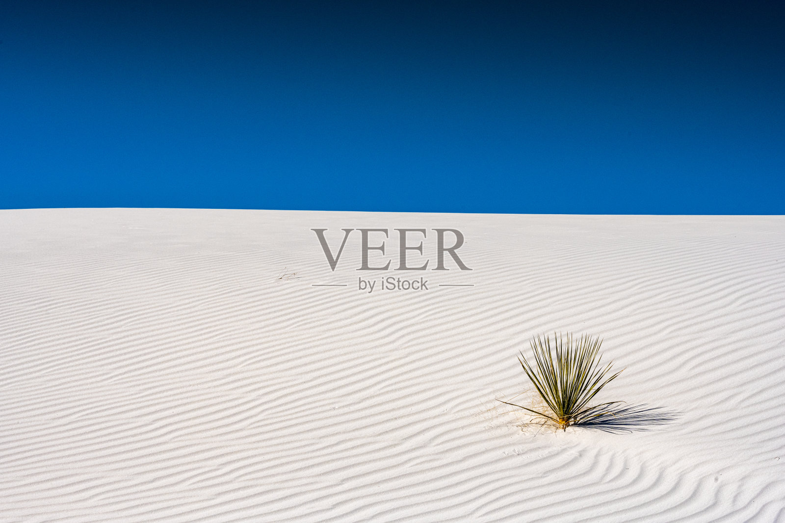 丝兰斑点波纹覆盖沙丘照片摄影图片