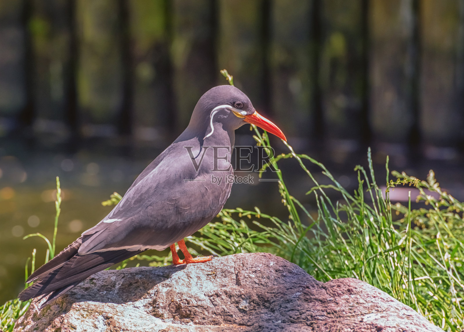 身体深灰色的印加燕鸥，头两侧有白色的小胡子，喙为橙红色照片摄影图片