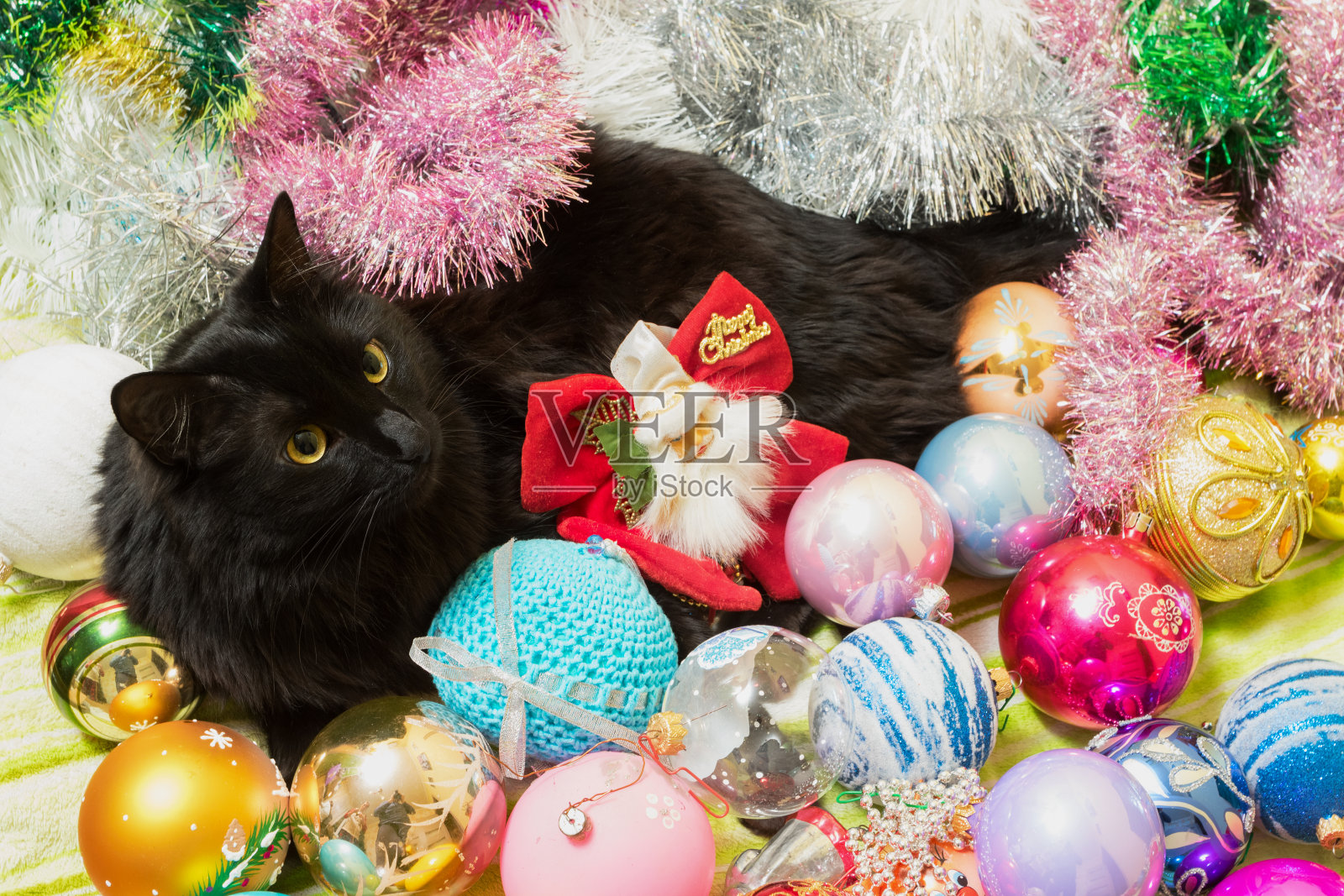 圣诞猫的肖像在节日的装饰。照片摄影图片