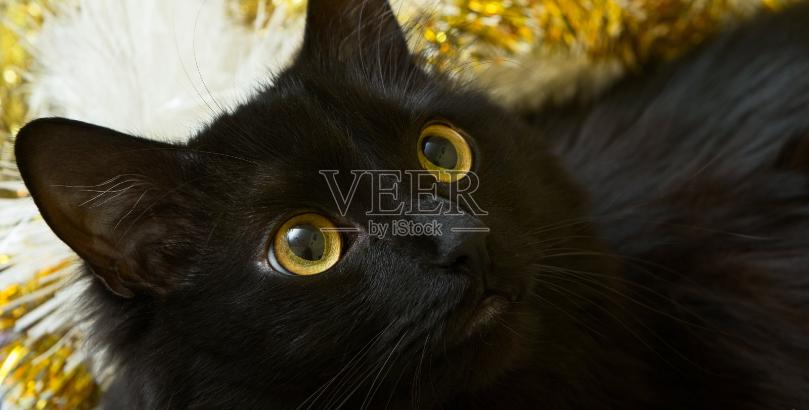 圣诞猫的肖像在节日的装饰。照片摄影图片