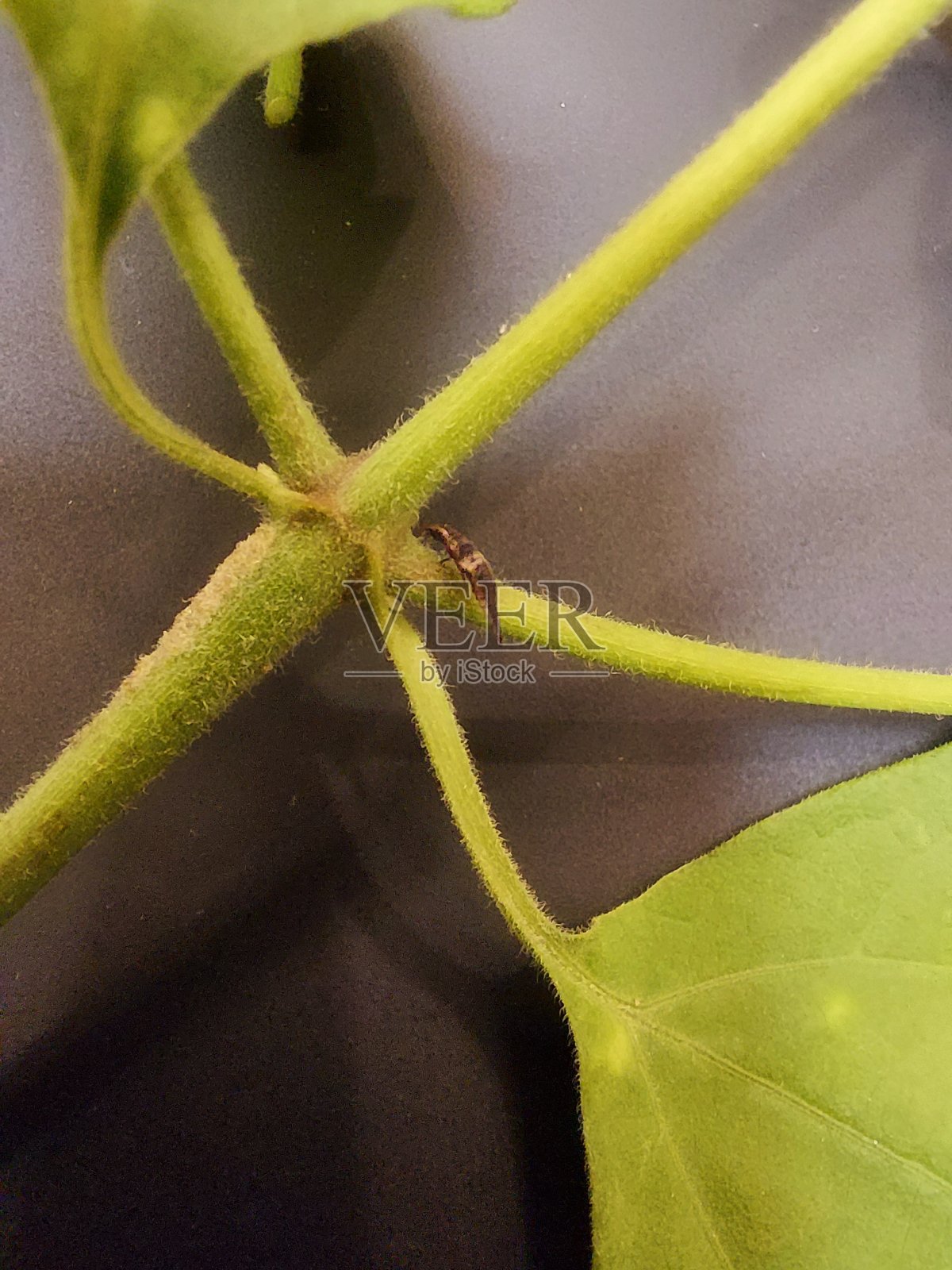 叶子上的小昆虫。照片摄影图片