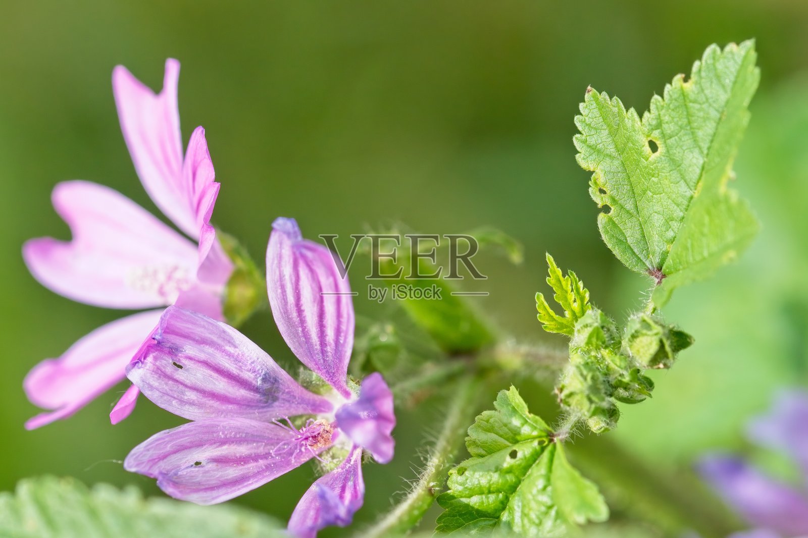 花的锦葵照片摄影图片