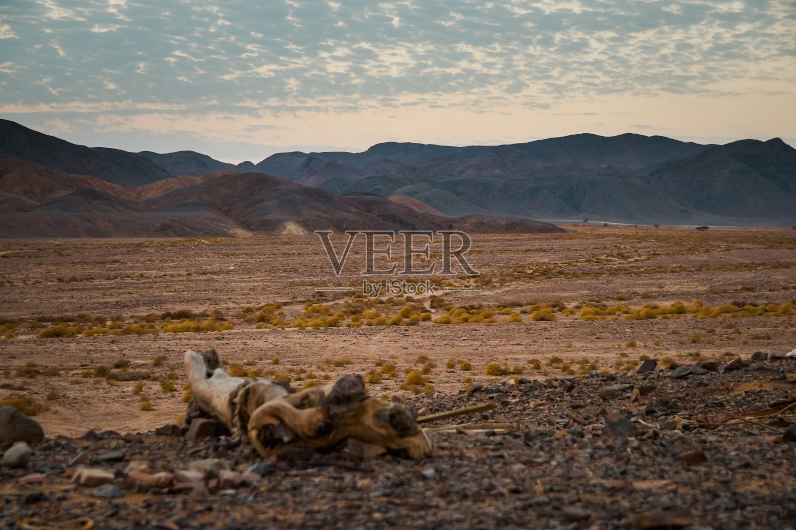 日落后的蓝色小时，沙漠中的山脉，埃及的沙地在前景，岩石山脉在背景。日落时天空上的小云。照片摄影图片