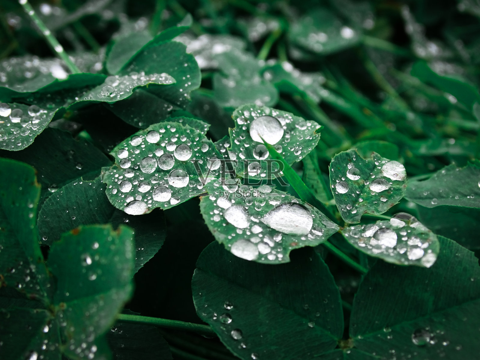 滴照片摄影图片