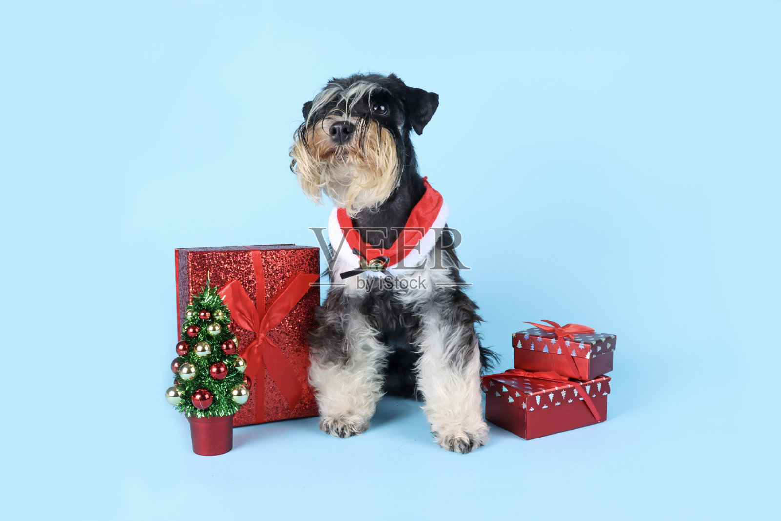 圣诞狗牌照片摄影图片