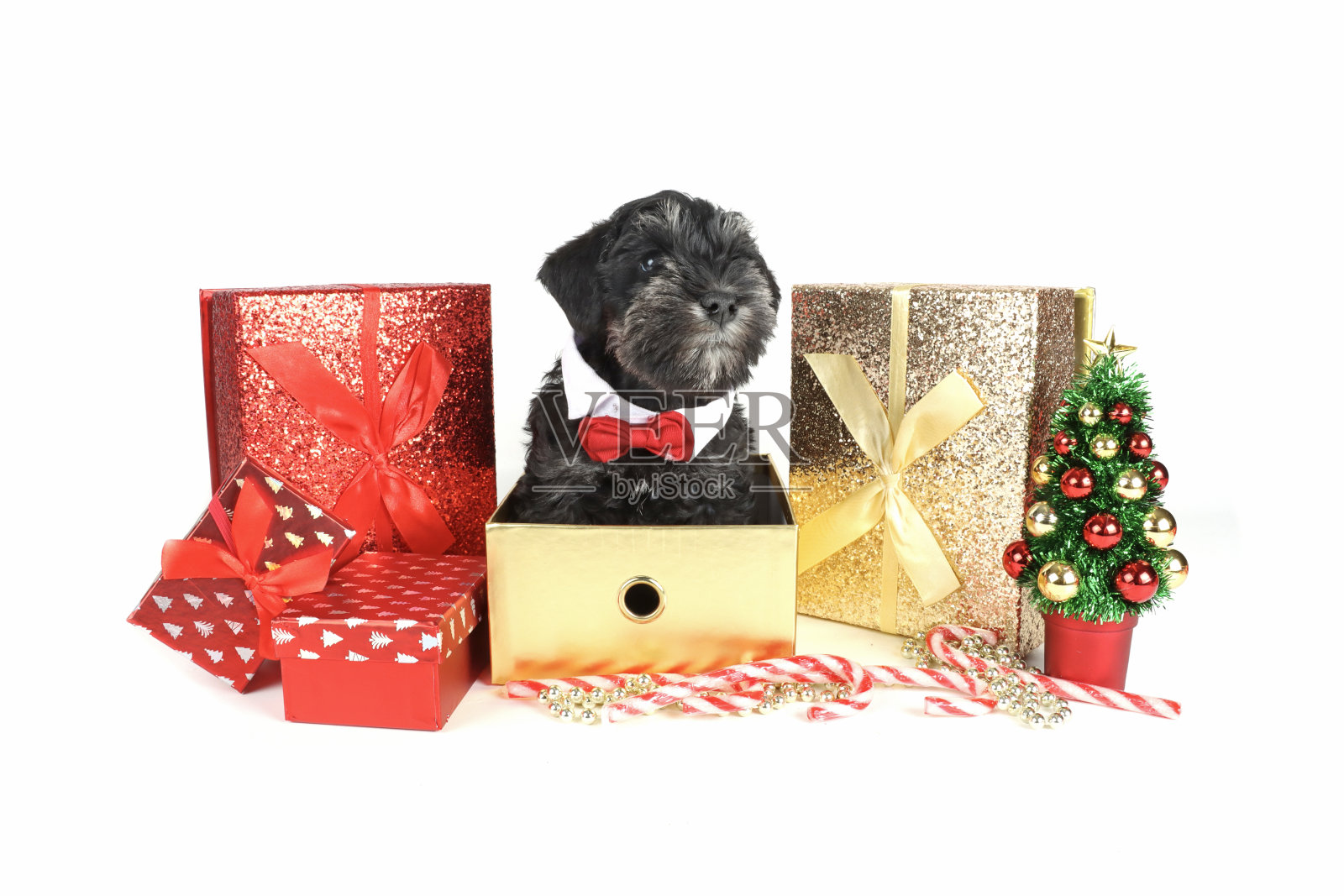 圣诞狗牌照片摄影图片