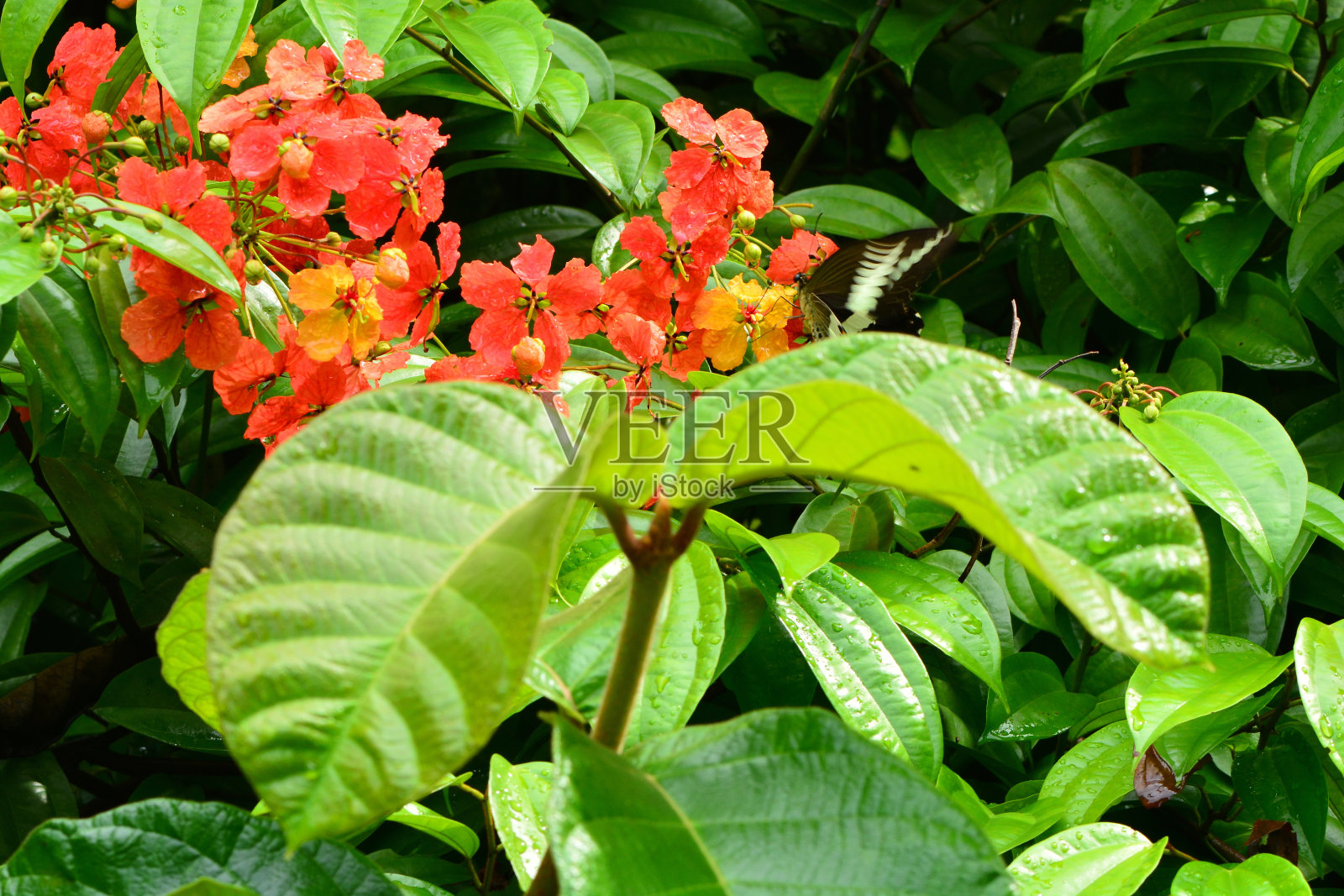 紫荆花coccinea照片摄影图片