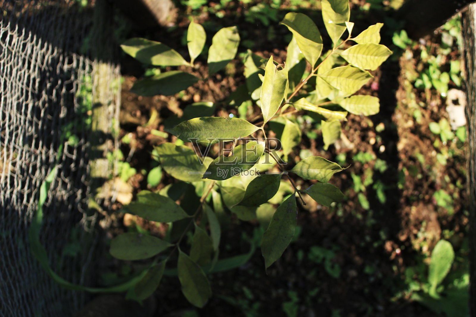 植物生长在花园的俯视图，被保护的案例包围照片摄影图片