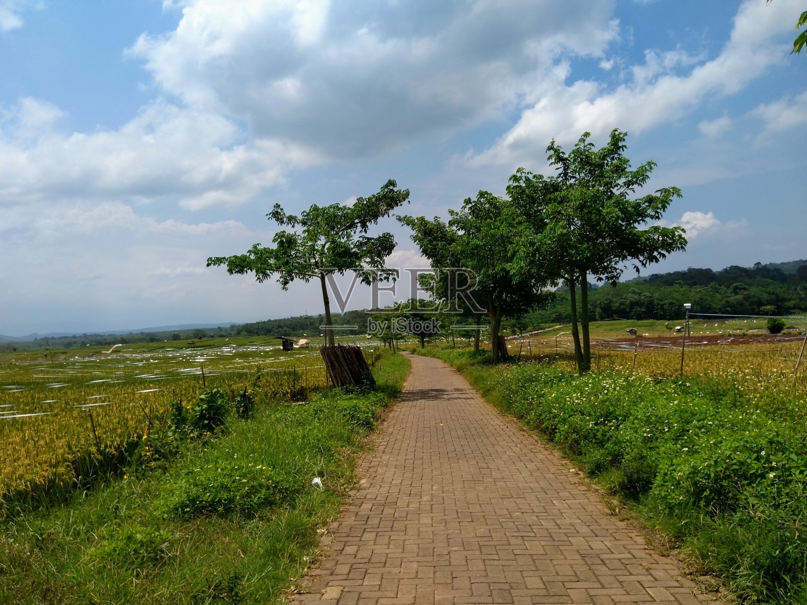 背景绿草如茵照片摄影图片