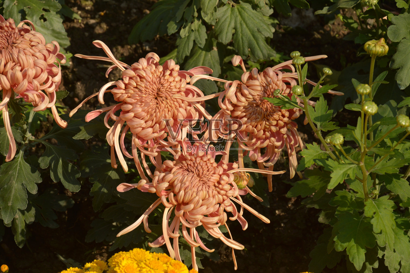 三朵棕色的菊花像蜘蛛一样在秋日的花园里绽放照片摄影图片