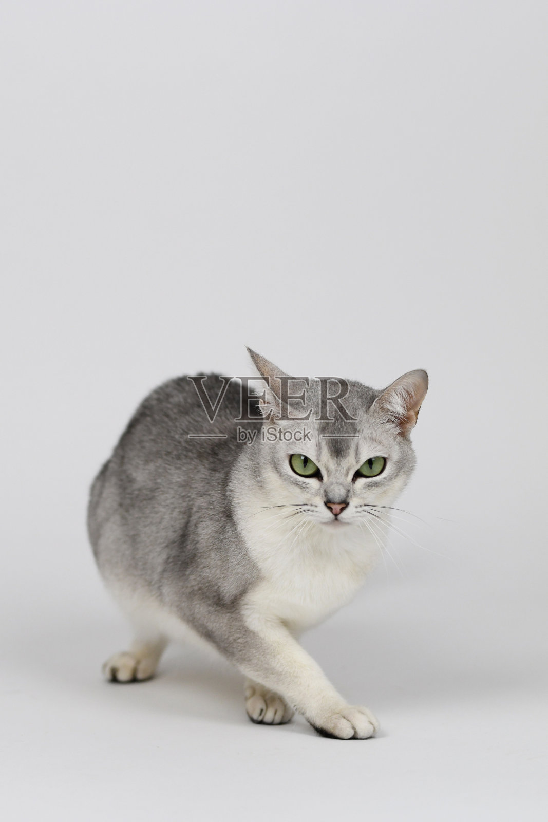 银色的缅甸猫，孤立在白色照片摄影图片