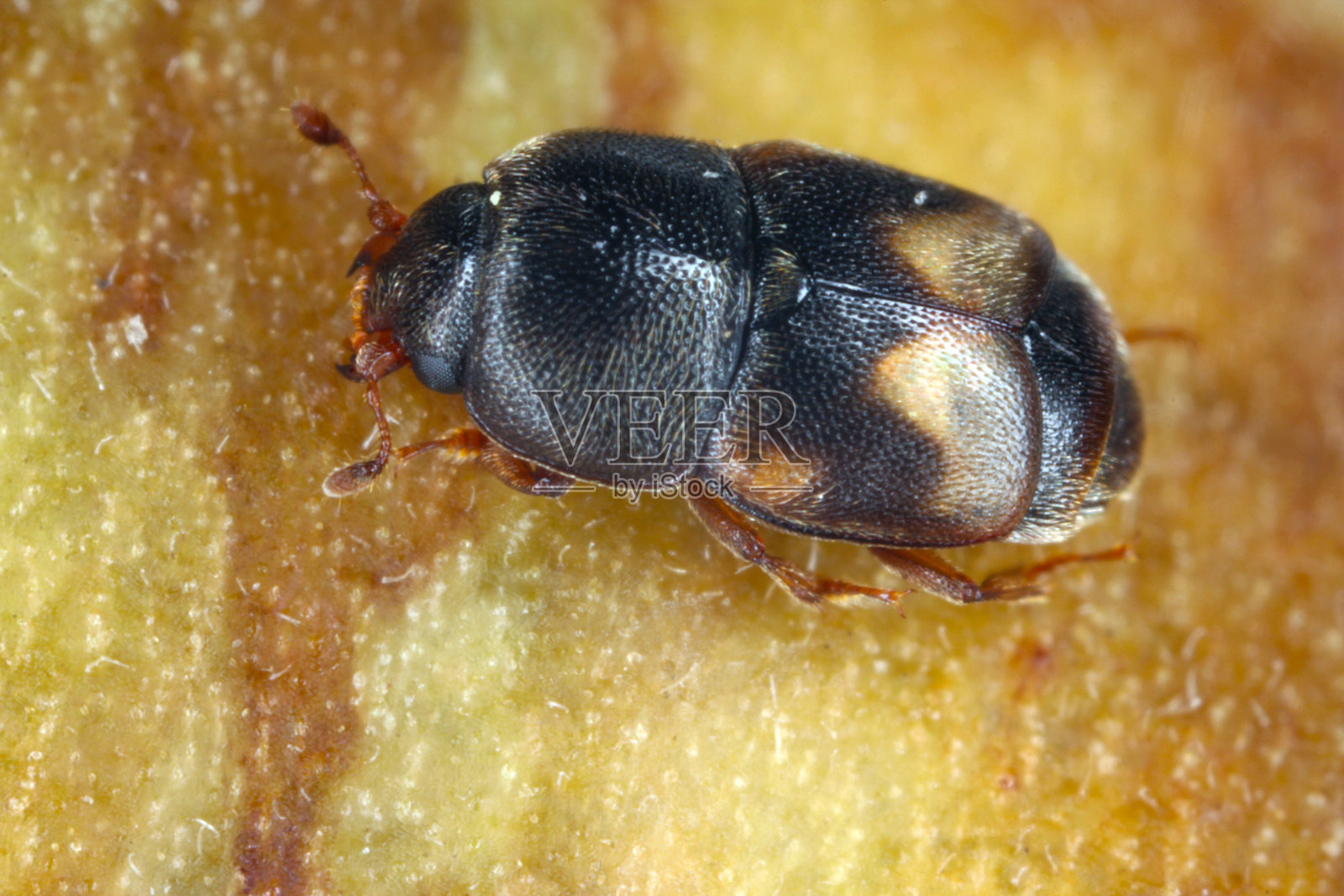 干果甲虫(圆蝽科)照片摄影图片