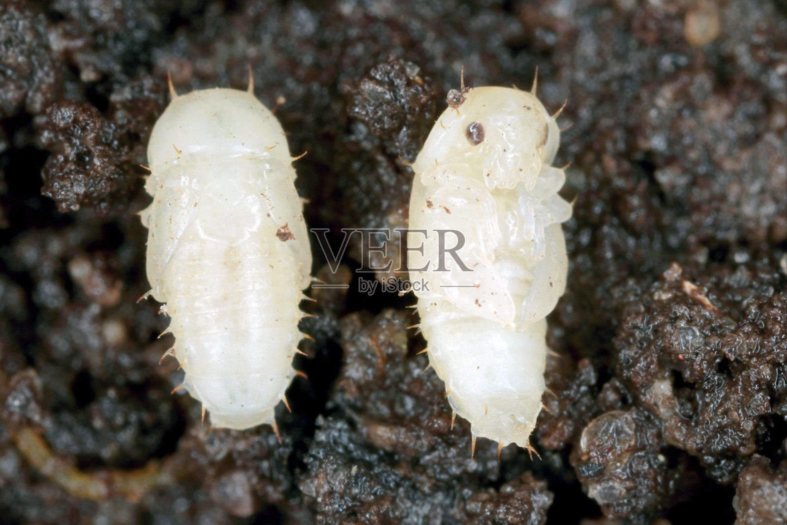 半果甲虫(Carpophilus hemipterus)的蛹是一种食液甲虫科昆虫。它是一种有害于成熟和干果的害虫。照片摄影图片