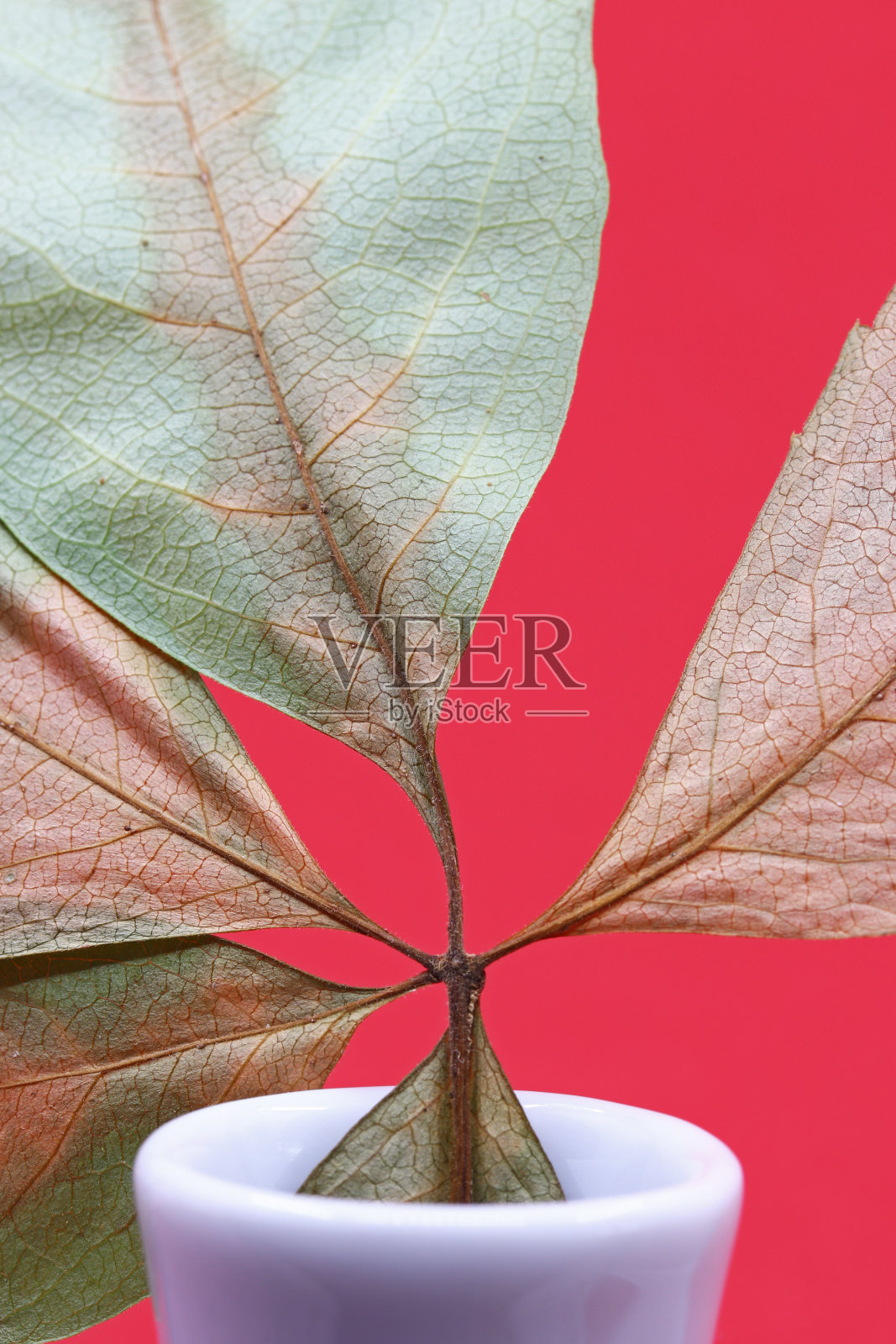 在红色背景下的白瓷花瓶里的干叶子照片摄影图片