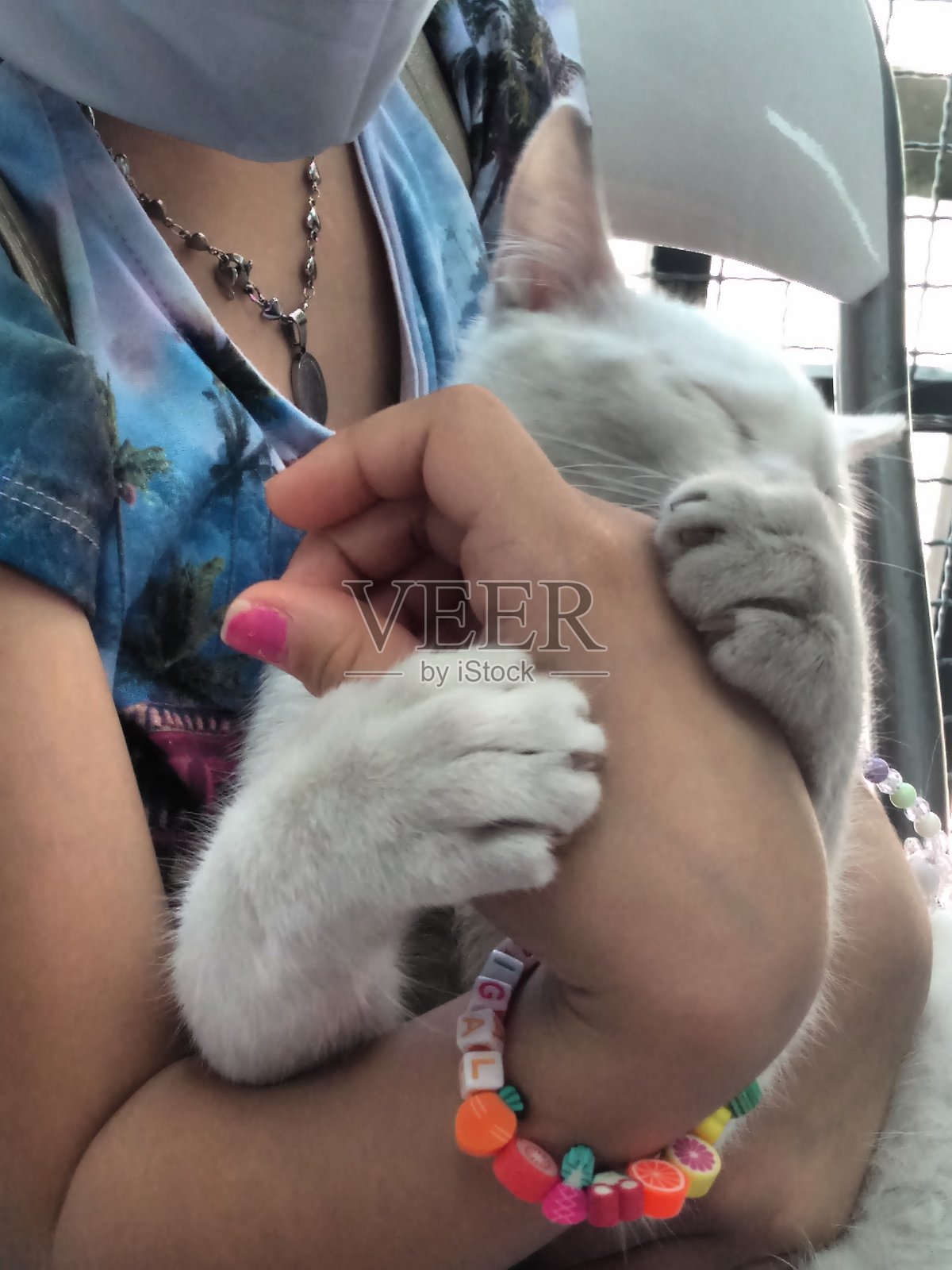 小猫照片摄影图片