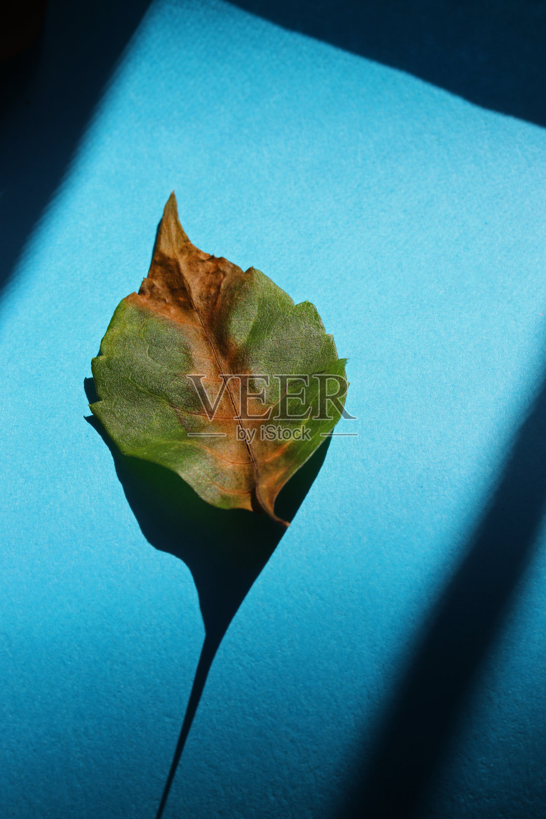 在蓝色背景上的干燥的秋天叶子照片摄影图片