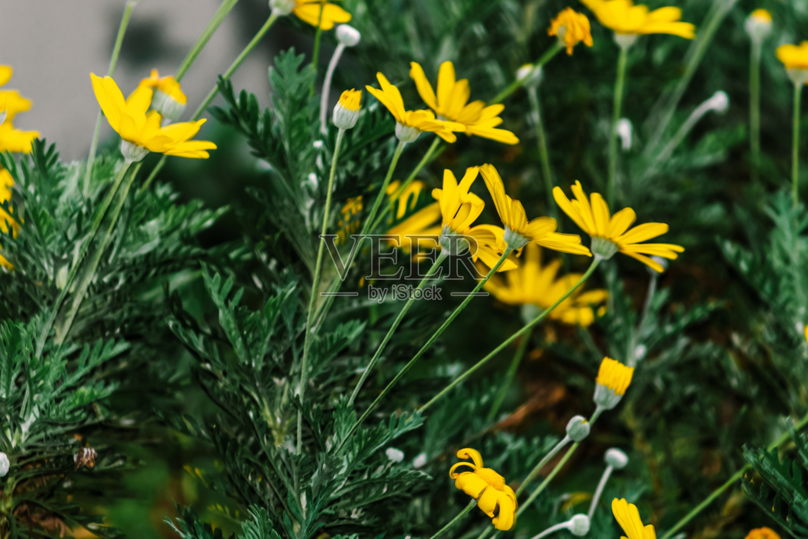 黄色粗糙向日葵，林地向日葵，或粗糙林地向日葵花在草照片摄影图片