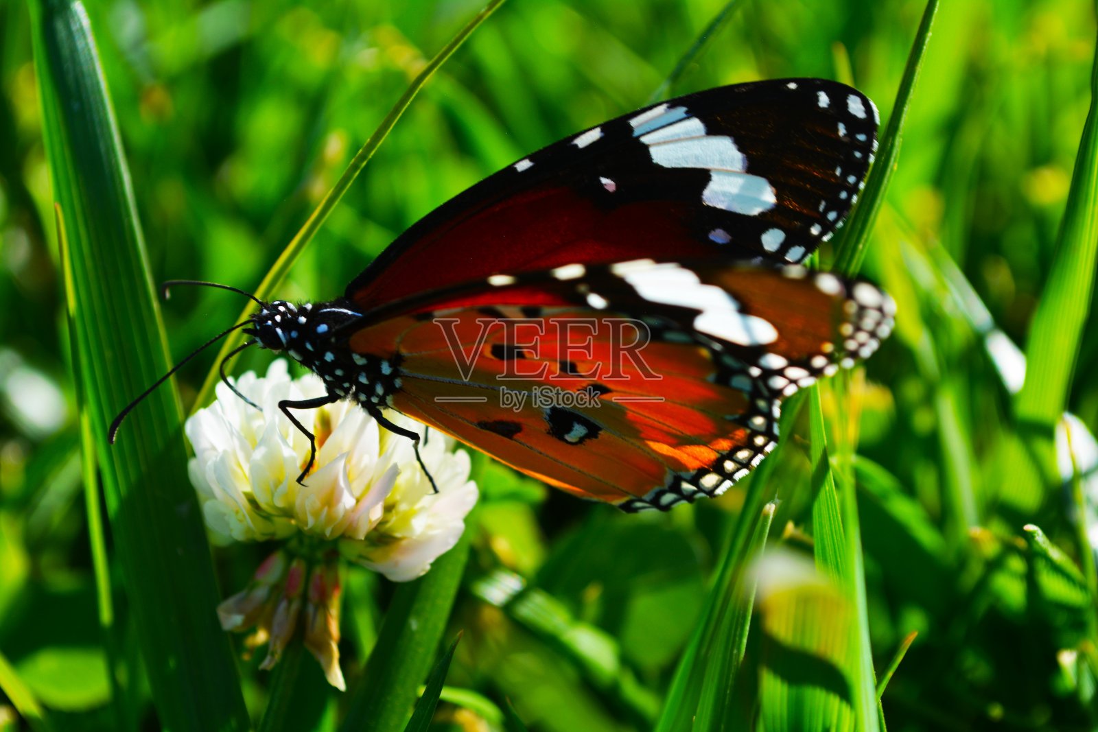 美丽的蝴蝶照片摄影图片