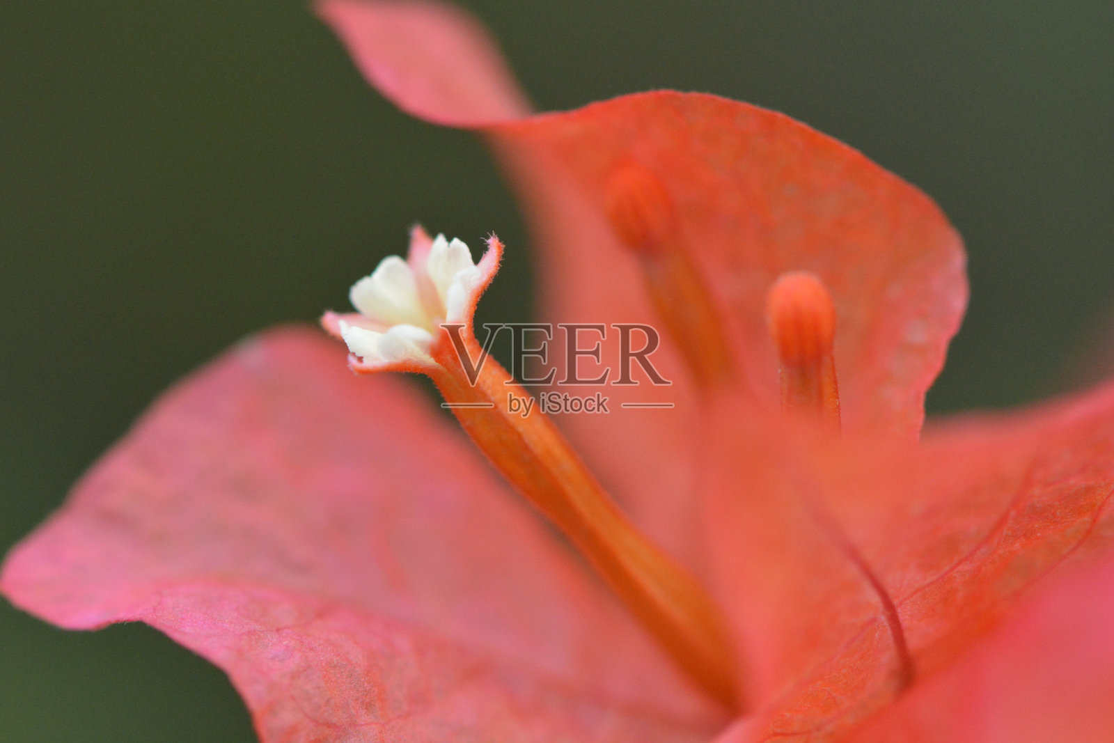 叶子花属,纸花照片摄影图片