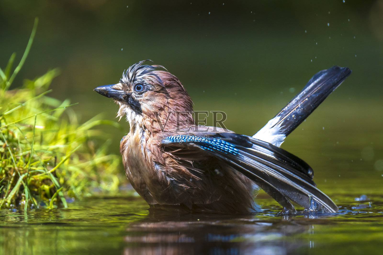 一张欧亚松鸦在水中清洗、整理和清洁的特写照片。照片摄影图片