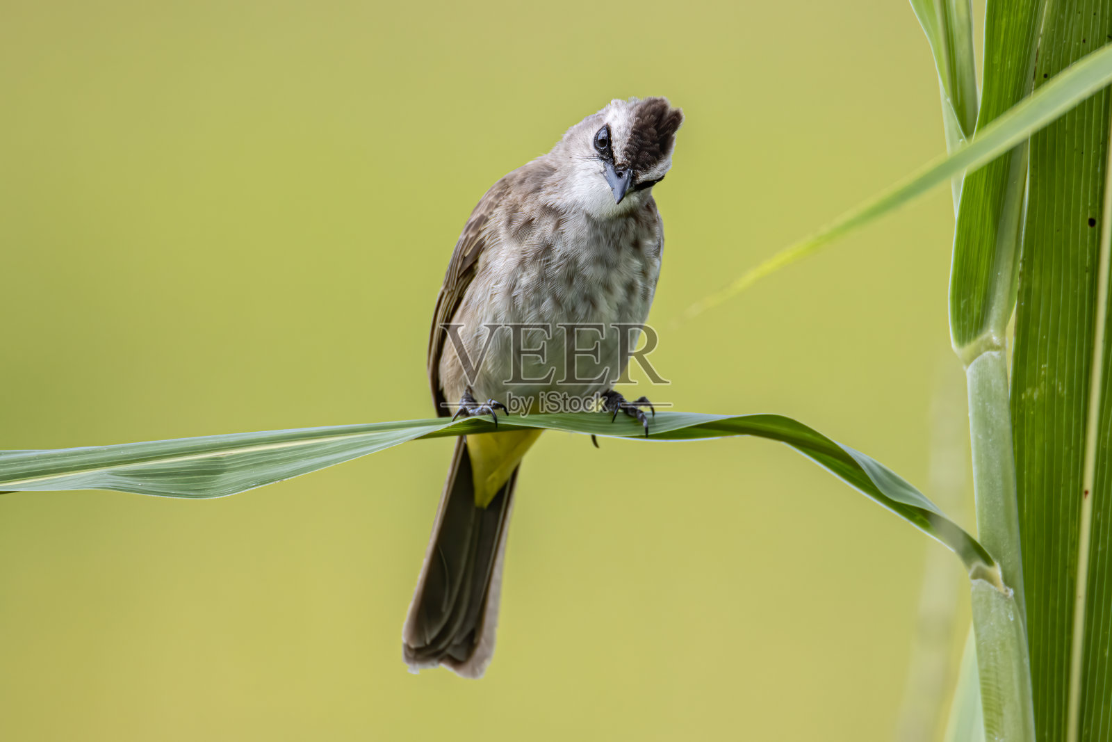 自然野生鸟类黄色气孔球茎与自然绿色背景照片摄影图片