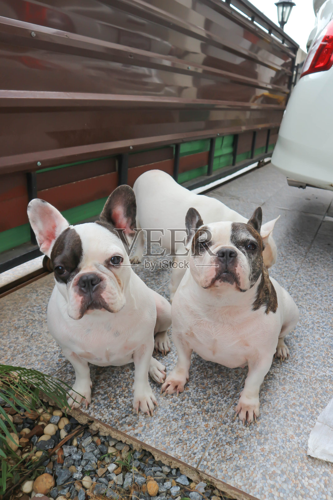 法国斗牛犬，法国斗牛犬照片摄影图片