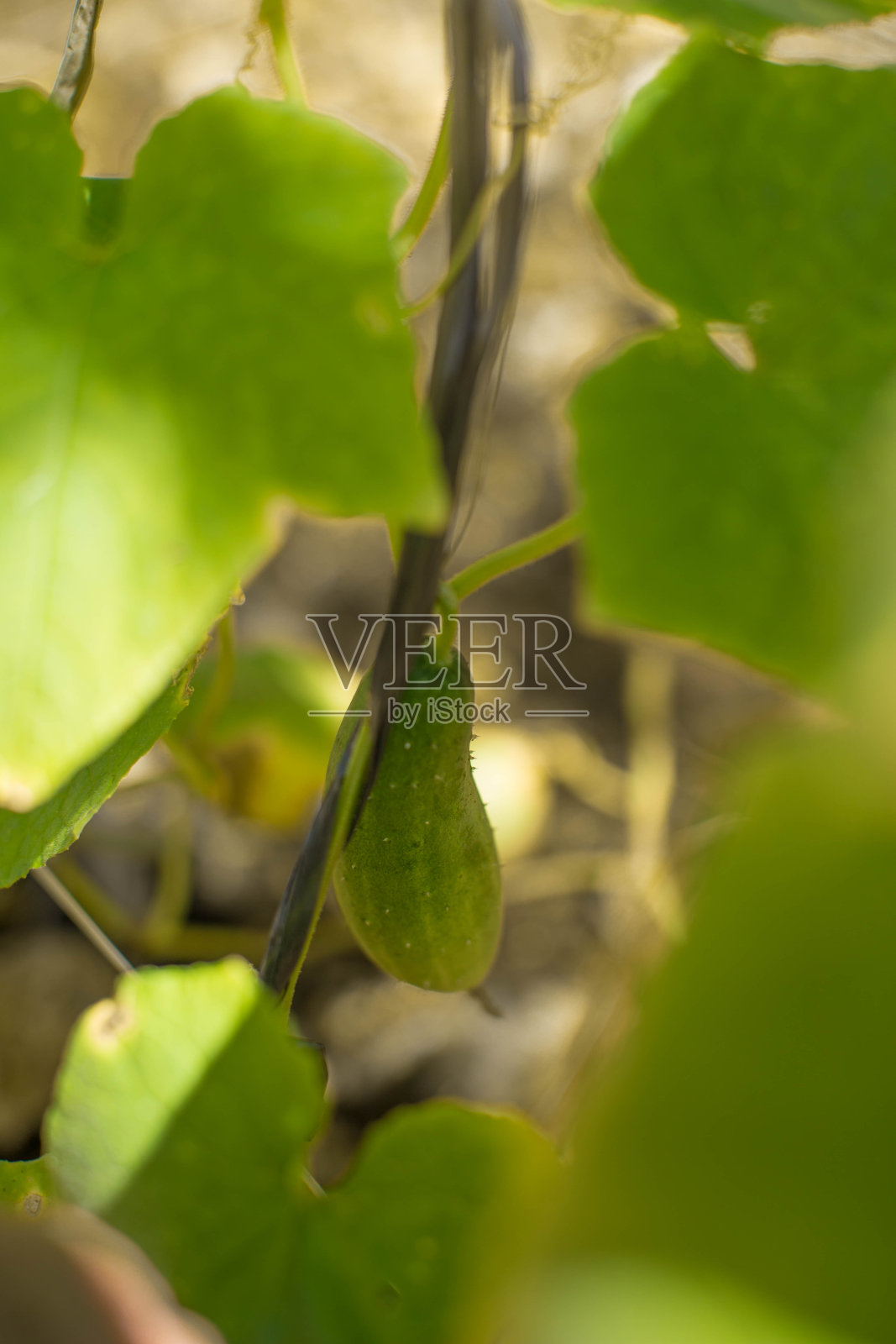 新鲜种植并捆扎的小黄瓜照片摄影图片