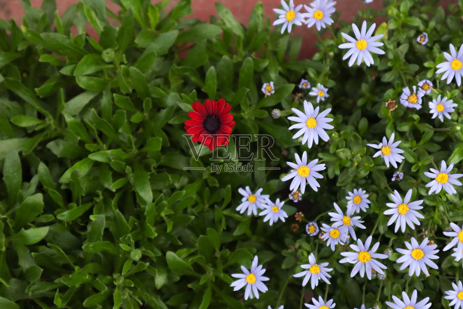 雏菊在花园照片摄影图片