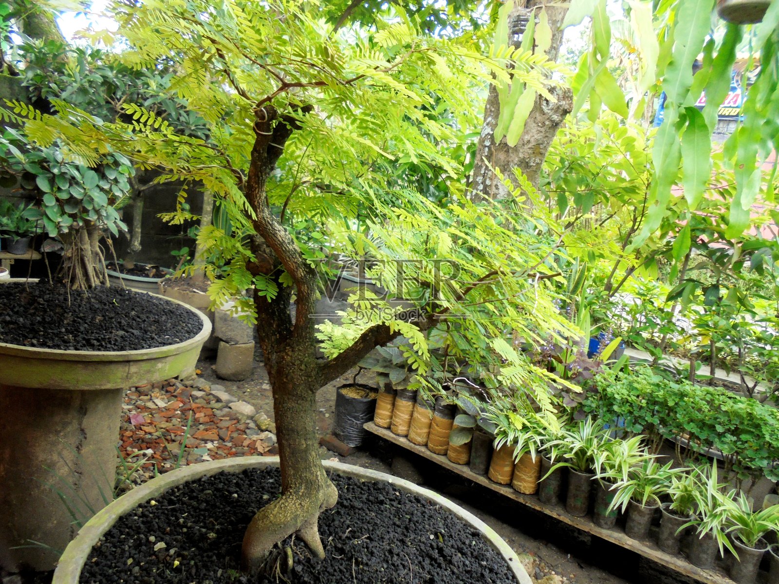 盆景照片摄影图片