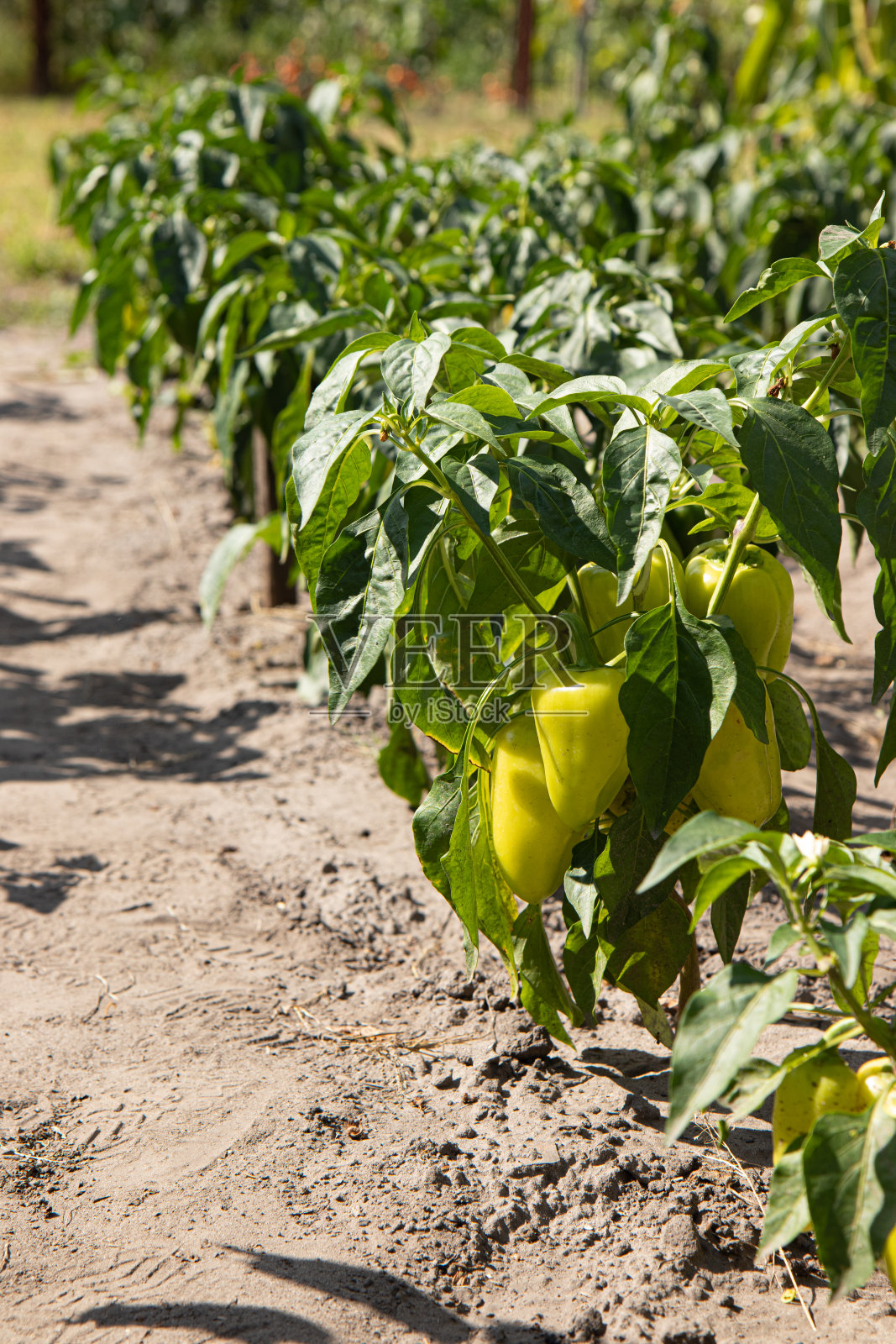 在自家花园里种植青椒照片摄影图片