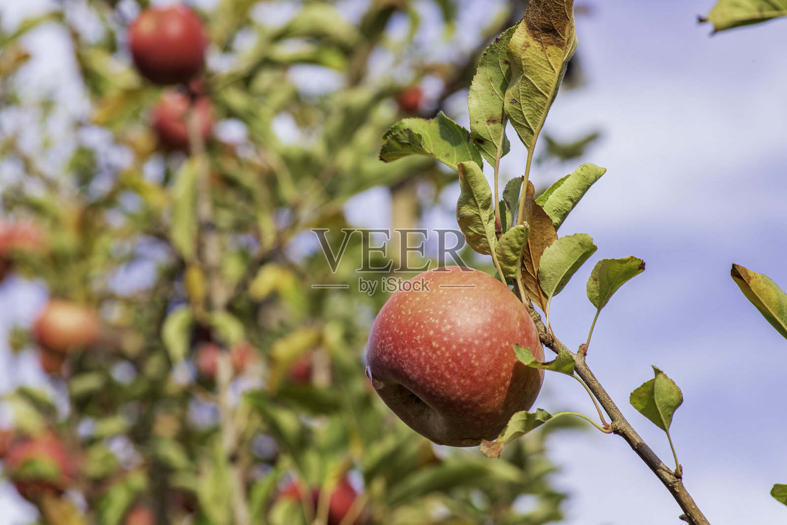 成熟的红苹果特写，丰收，戈兰高地，以色列照片摄影图片