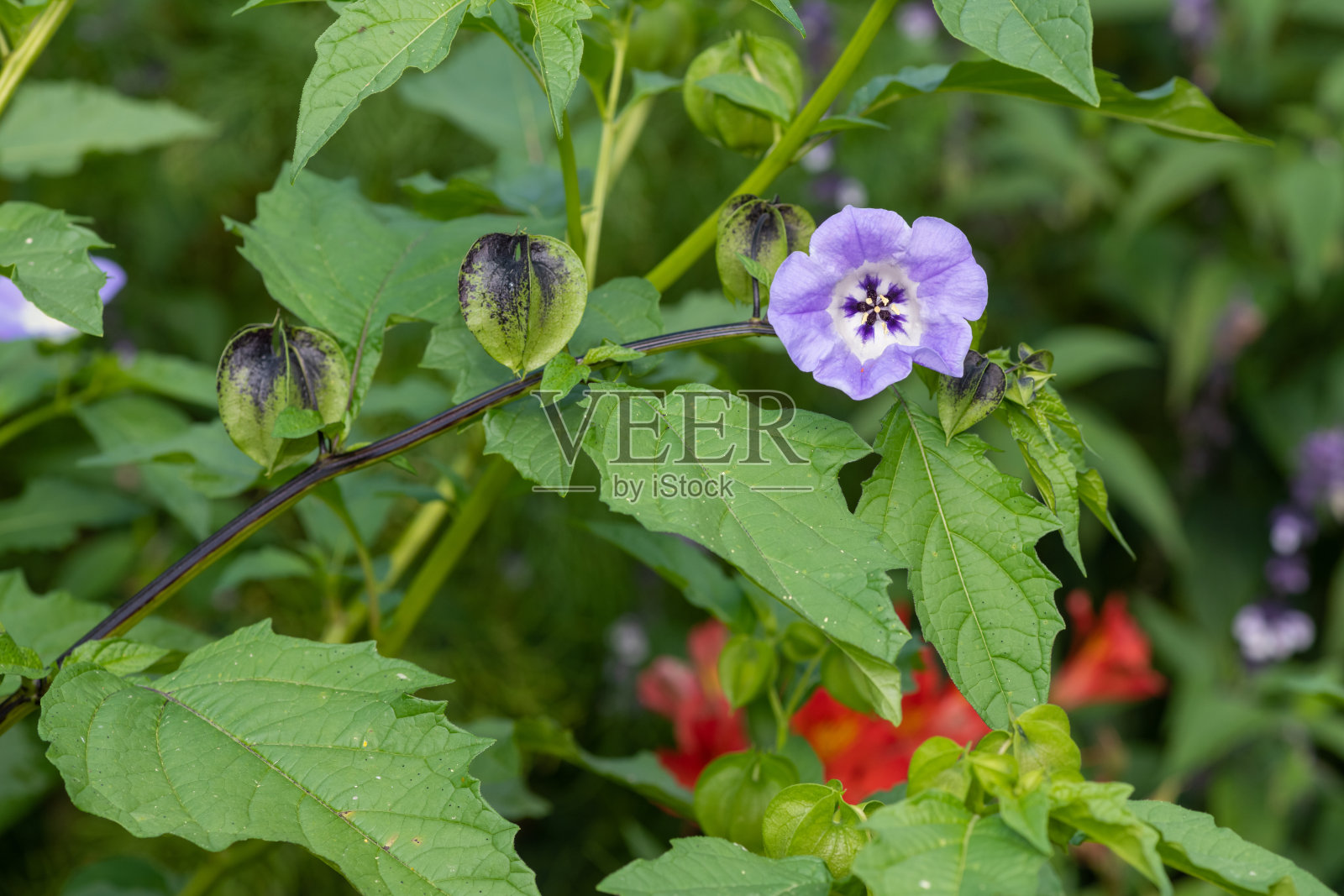 秘鲁苹果的花照片摄影图片