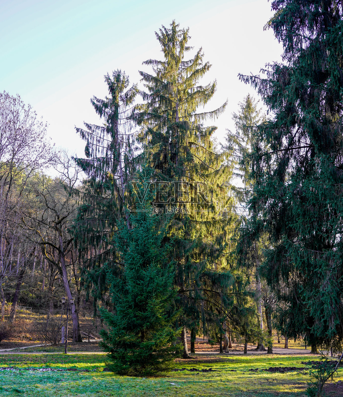 一棵高大的松树在秋天阳光的照射下照片摄影图片