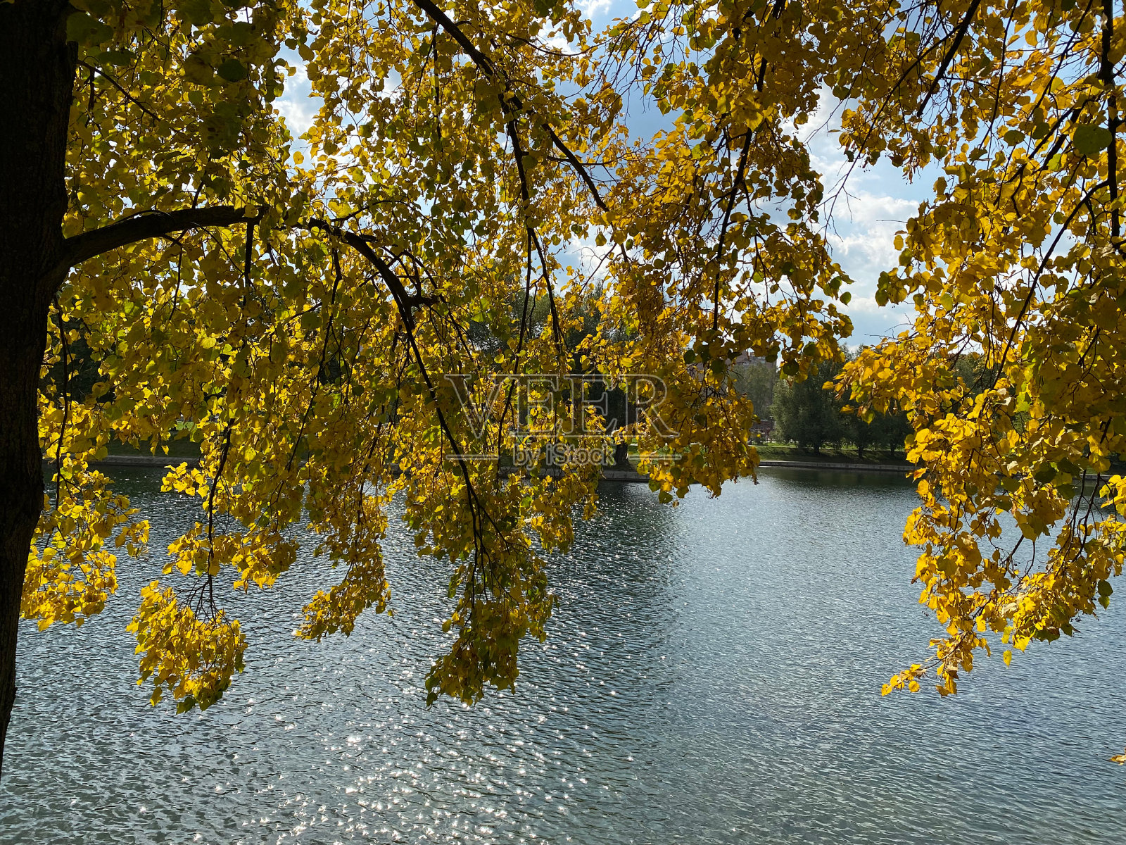 秋天在城市公园在干燥的晴天照片摄影图片