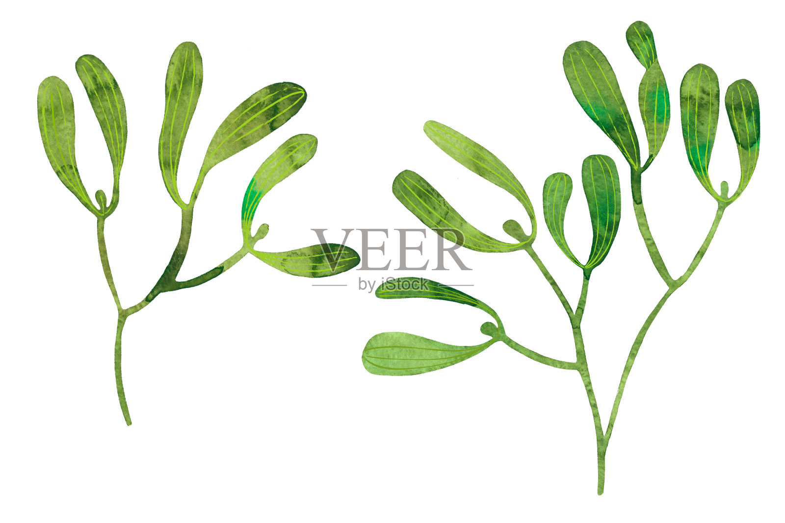 槲寄生树枝水彩插画图片素材