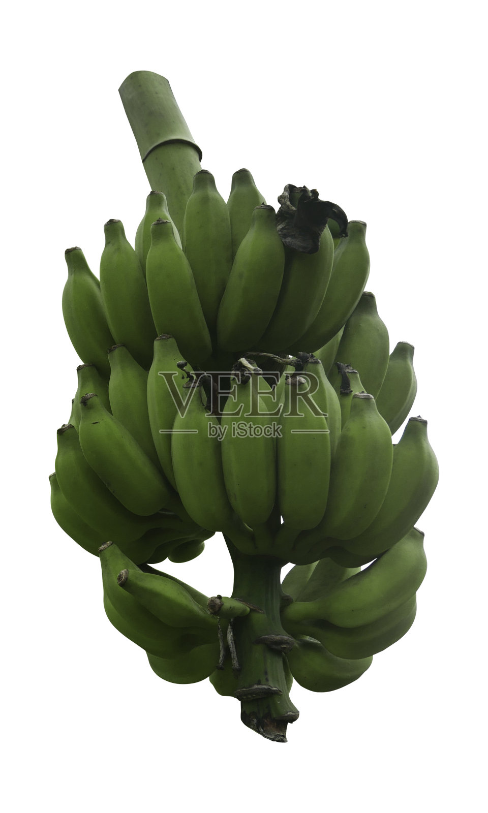 一串绿香蕉孤立在白色背景上。照片摄影图片