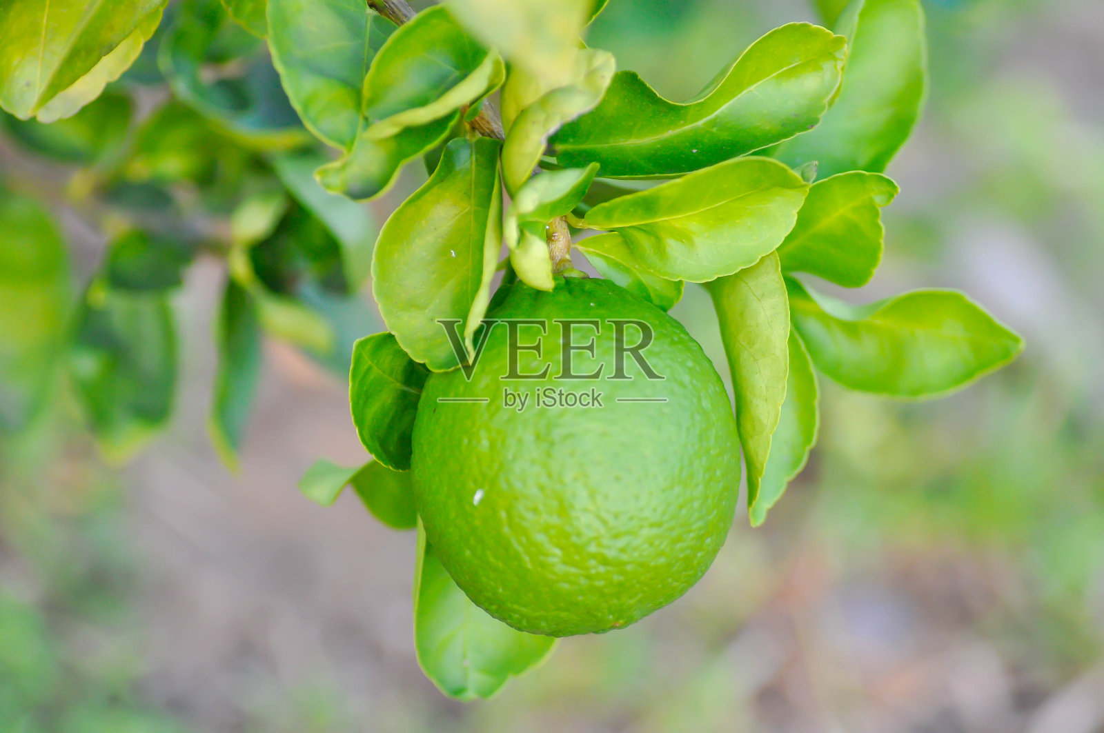 青柠、青柠植物或青柠树照片摄影图片