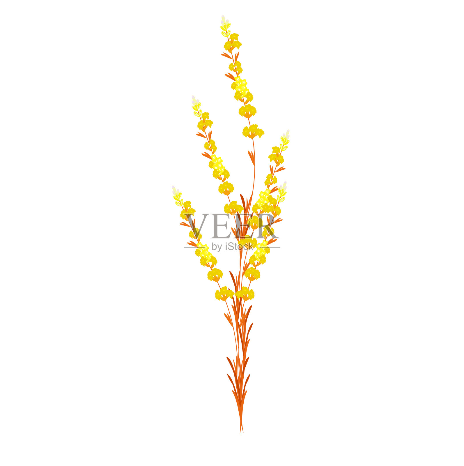 黄色分枝的野花矢量股票插图。婚礼请柬上的精致花束。设计元素图片