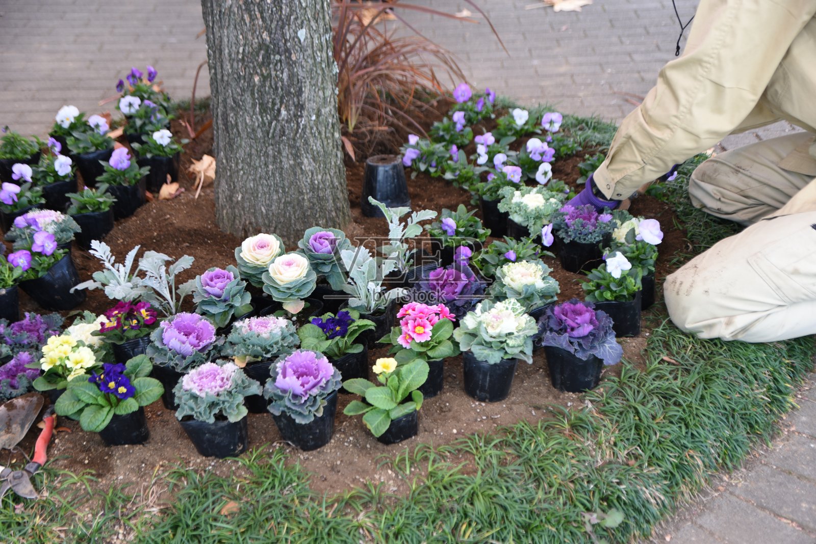 植物园里的种植工作。照片摄影图片