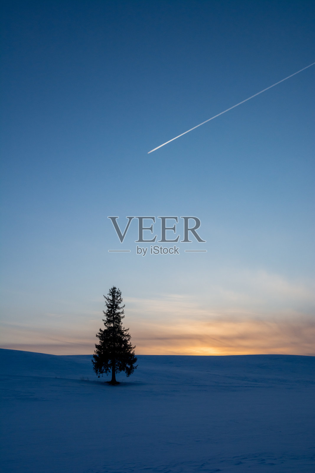 松树屹立在雪地里，在黄昏的天空中留下了轨迹照片摄影图片