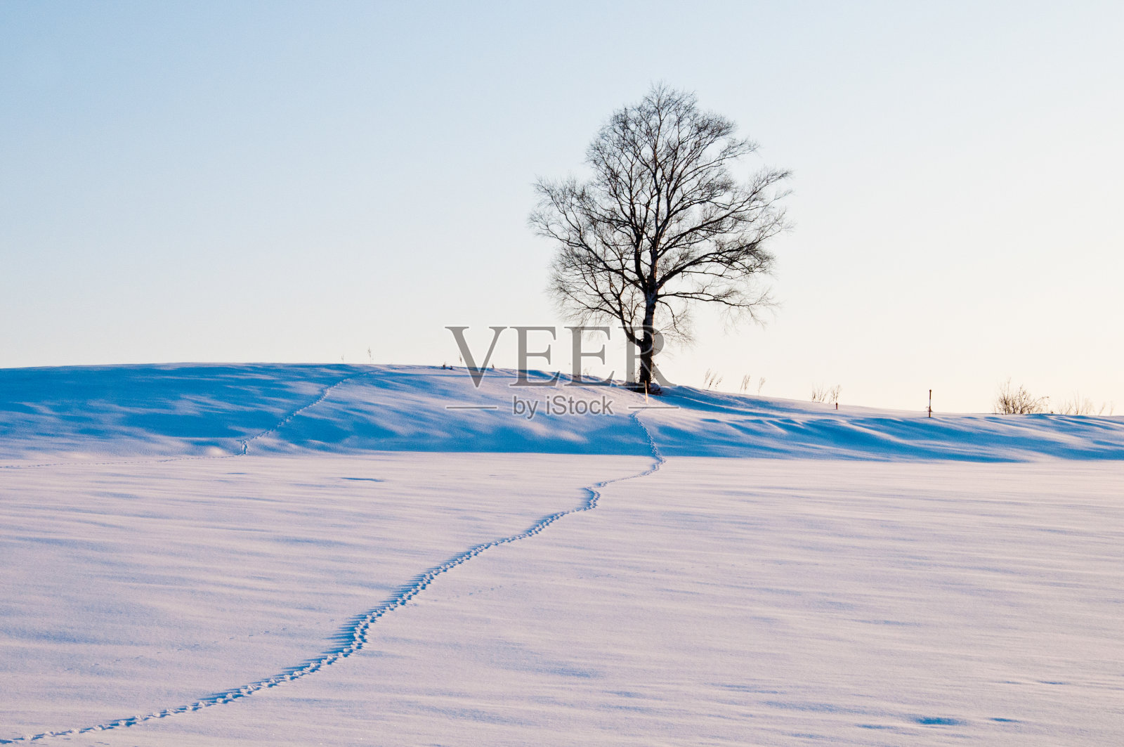 黄昏的雪地和冬天的树林里的野生动物的脚印照片摄影图片