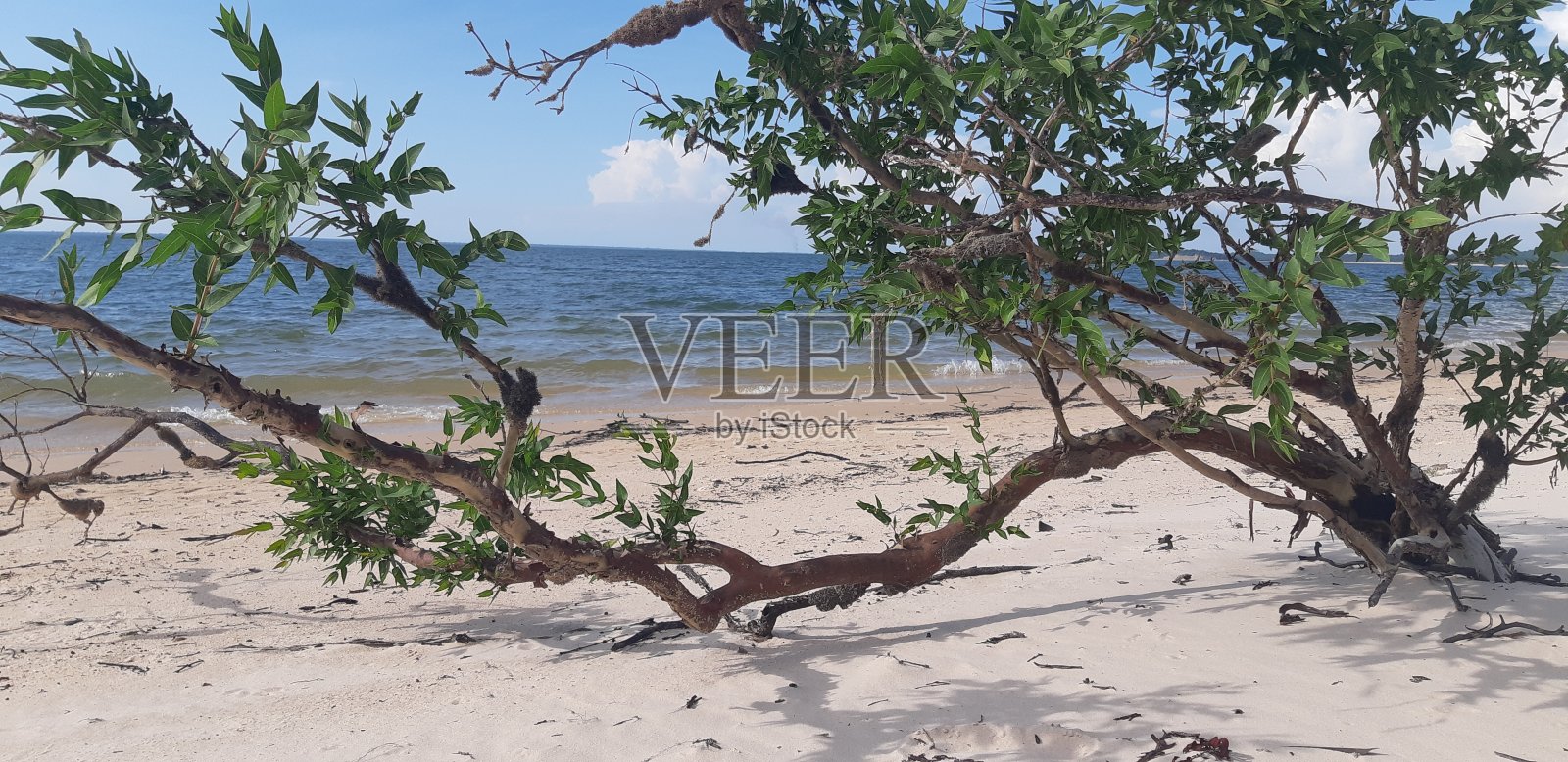 天然美女照片摄影图片